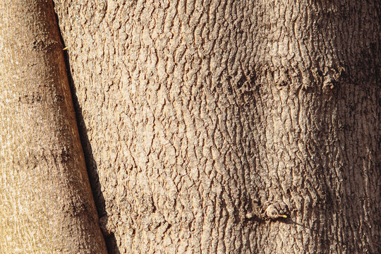 Textural Image Of A Wooden Surface