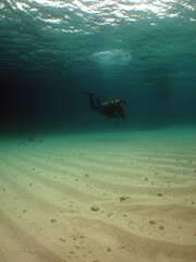 Obraz na płótnie Canvas scuba diver , coral reef , caribbean sea , Venezuela