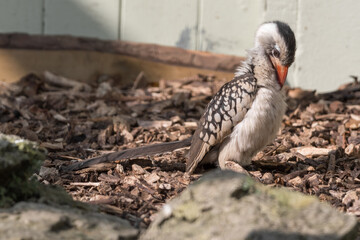 Red-billed Hornbill Standing on the Ground