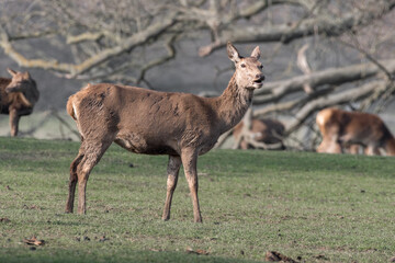 Roe Deer Standing in a Field