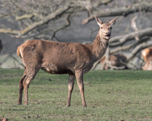 Roe Deer Standing in a Field