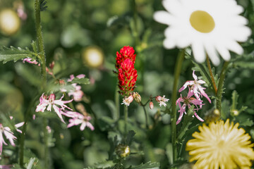 closeup of beautiful bright crimson clover flower (Trifolium incarnatum) in summer bloom