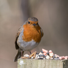 European Robin Feeding from a Wooden Feeder