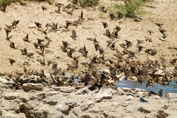 Flock of Red-billed Queleas at the waterhole, Kgalagadi, South Africa