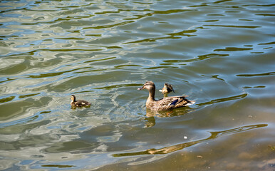 a family of Mallard ducks (Anas platyrhynchos) in summer sunshine