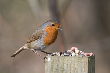 European Robin Feeding from a Wooden Feeder