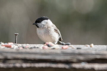 Coal Tit Feeding from a Wooden Feeder