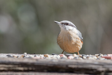 Nuthatch Feeding from a Wooden Feeder