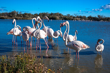 Pink Flamingos at Camargue National park 
