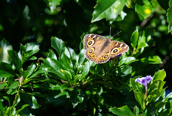 Butterfly on a flower