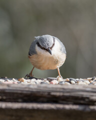 Nuthatch Feeding from a Wooden Feeder