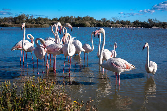 Pink Flamingos at Camargue National park 
