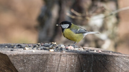 Great Tit Feeding from a Wooden Feeder