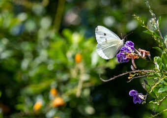 Butterfly on a flower