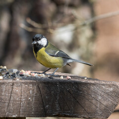 Great Tit Feeding from a Wooden Feeder