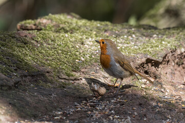 European Robin Resting on a Tree