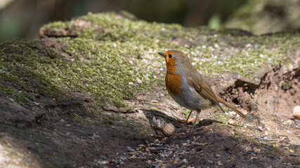 European Robin Resting on a Tree