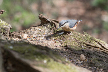 Nuthatch Feeding from a Wooden Feeder