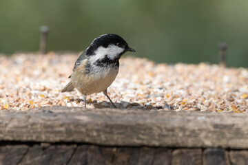 Coal Tit Feeding from a Wooden Feeder