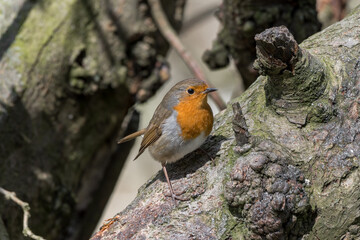 European Robin Perched on the Side of a Tree
