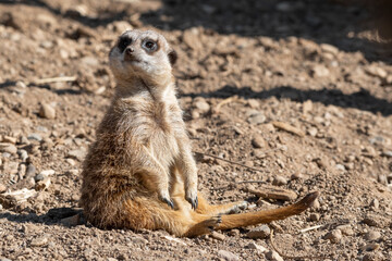 Meerkat Sitting on the Ground