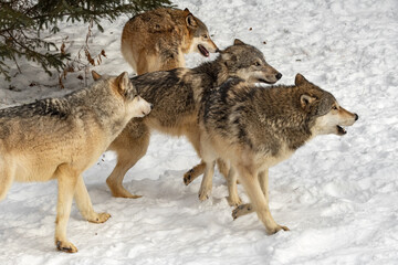 Grey Wolf (Canis lupus) Pack Run Together in Snow Winter