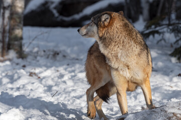 Grey Wolf (Canis lupus) Looks Back Over Shoulder Next to Body of White-Tail Deer Winter