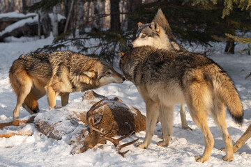 Pack of Grey Wolves (Canis lupus) Sniff Over Body of White-Tail Deer Winter