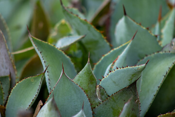 planta Agave maximiliana, para producir raicilla, bebida alcoholica en san gregorio, mixtlan,...