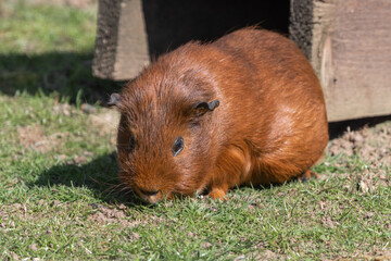 Guinea Pig Walking on Grass