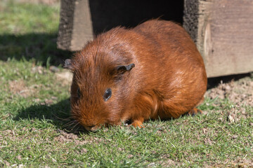 Guinea Pig Walking on Grass