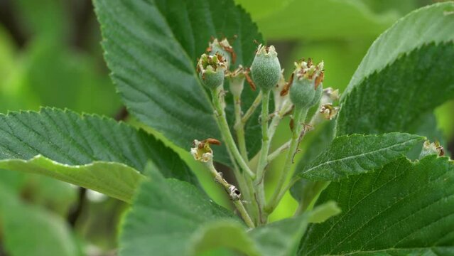 Whitebeam fruit set (Sorbus aria) - (4K)