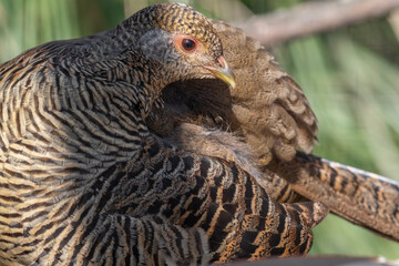 Female Pheasant