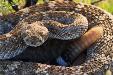 Western Diamondback Rattlesnake is native to the southwestern United States