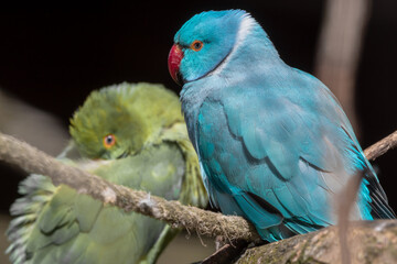 Blue Parakeet