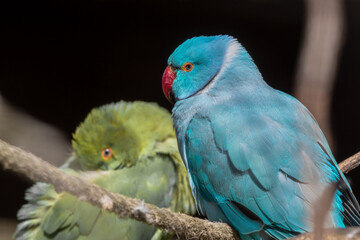 Blue Parakeet