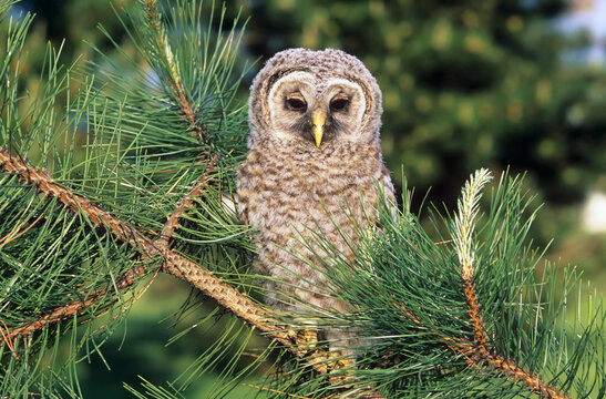 Baby Barred Owl (Strix varia) sitting in a pine tree