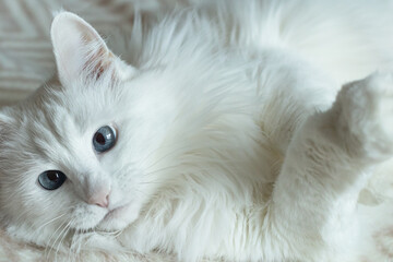 A domestic cat. Portrait. A white fluffy purebred cat. Pets