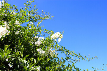Potato vine, potato climber, jasmine nightshade flowering bush