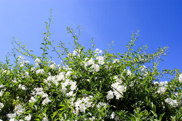 Potato vine, potato climber, jasmine nightshade flowering bush