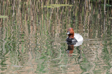 Male Common Pochard