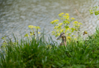 Mallard duck (Anas platyrhynchos) on a lakeside grass bank in sunshine 