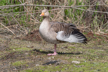 Greylag Goose