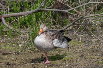 Greylag Goose