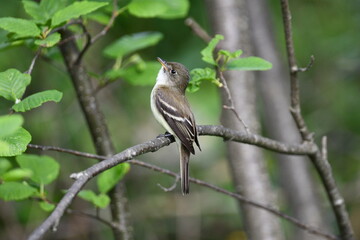 Alder Flycatcher bird sits perched on a branch