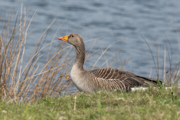 Greylag Goose