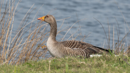 Greylag Goose