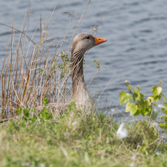 Greylag Goose