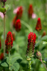 closeup of beautiful bright crimson clover flower (Trifolium incarnatum) in summer bloom