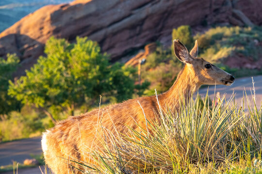 Deer at Dawn in Red Rocks Mountain Park
